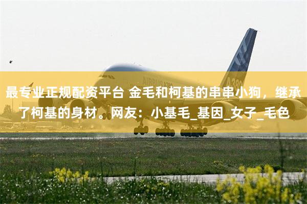 最专业正规配资平台 金毛和柯基的串串小狗，继承了柯基的身材。网友：小基毛_基因_女子_毛色